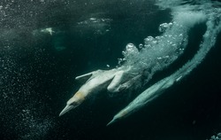 Northern Gannets Hunting Fish Underwater