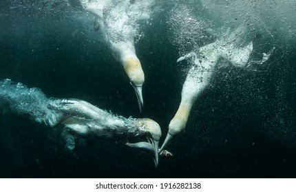 Northern Gannets hunting fish Underwater