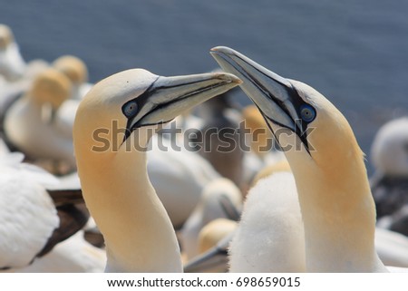 northern gannets, morus bassanus, Helgoland
