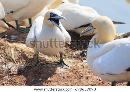northern gannets, morus bassanus, Helgoland