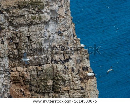 Northern gannets nesting on cliff tops.