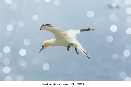 Northern Gannets Trying To Catch Fish In The North Sea Near Bass Rock, UK