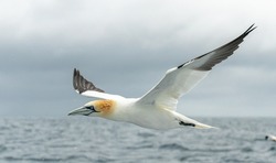 Northern Gannets In Various Flying, Diving, And Flying Positions