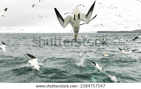 Northern gannets in various flying, diving, and flying positions