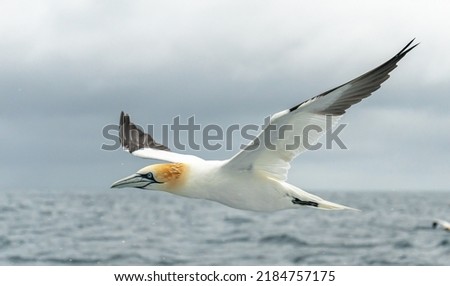 Northern gannets in various flying, diving, and flying positions