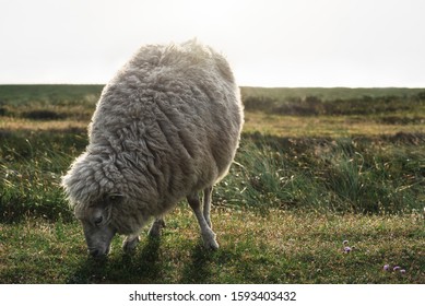 Northern German Sheep Grazing On Meadow With Protected Moss, On Sylt Island, At The North Sea, Germany, On A Sunny Day Of Summer. White Sheep Graze.