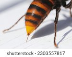 Northern giant hornet, bee stinger coming out of a bee