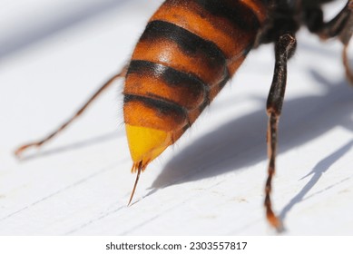 Northern giant hornet, bee stinger coming out of a bee's ass　(Close up macro photograph on a sunny outdoor, white background)