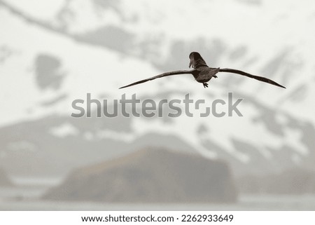Northern giant petrel, (Macronectes halli), cropped, flying, calling, Prion Island, South Georgia, South Atlantic