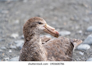 A Northern Giant Petrel On The Beach In South Georgia Keeps A Sharp Predatory Eye Out For Weakling Fur Seal Pups And Small Penguin Chicks