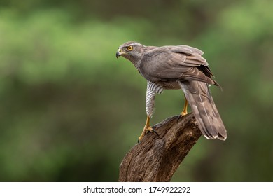 Northern Goshank Perched On Branch Natural Stock Photo 1749922292 ...