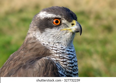 Northern Goshawk