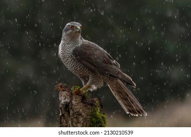  Northern Goshawk (Accipiter gentilis) on a branch in heavy rain in the forest of Noord Brabant in the Netherlands.                                                                                     