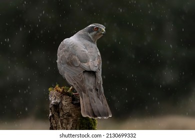  Northern Goshawk (Accipiter gentilis) on a branch in heavy rain in the forest of Noord Brabant in the Netherlands                                                                                   