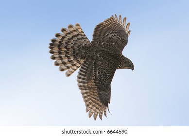 Northern Goshawk Flying