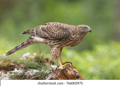 Northern Goshawk Isolated