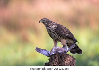 The northern goshawk is a medium-large raptor in the family Accipitridae, which also includes other extant diurnal raptors, such as eagles, buzzards and harriers. 
