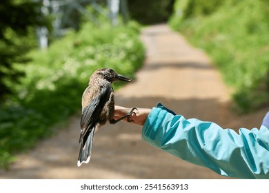 A Northern Goshawk (Pine Jay) bird perched on an outstretched human hand in Arosa, Switzerland - Powered by Shutterstock