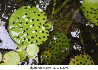 Northern Green Frog Tadpole Eggs, Lithobates clamitans melanota  - Shutterstock ID 2019403298