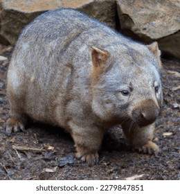 ‏The northern hairy-nosed wombat (Lasiorhinus krefftii) or yaminon is one of three extant species of Australian marsupials known as wombats. It is one of the rarest land mammals in the world - Shutterstock ID 2279847851
