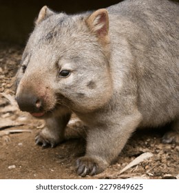 ‏The northern hairy-nosed wombat (Lasiorhinus krefftii) or yaminon is one of three extant species of Australian marsupials known as wombats. It is one of the rarest land mammals in the world - Shutterstock ID 2279849625