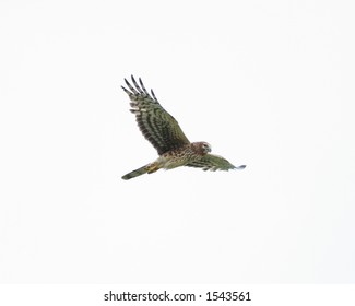 Northern Harrier