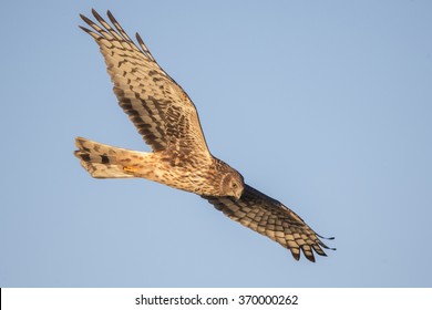 Northern Harrier