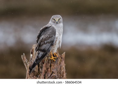 Northern Harrier