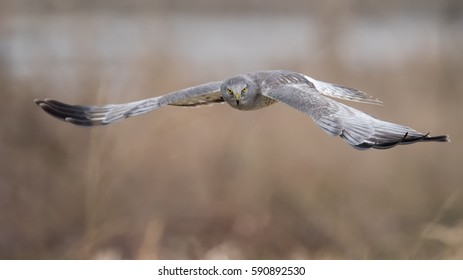 Northern Harrier