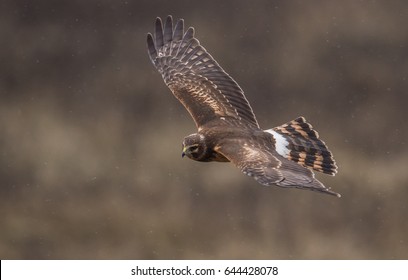 Northern Harrier