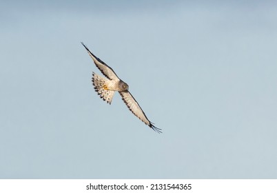 Northern Harrier Bird At Delta BC Canada