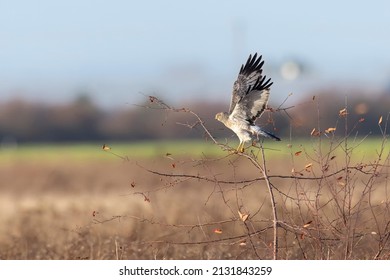 Northern Harrier Bird At Delta BC Canada