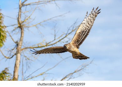 Northern harrier bird at Vancouver BC Canada