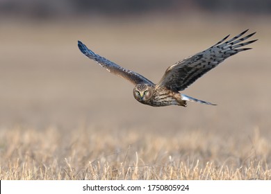 Northern Harrier (Circus cyaneus). Hen Harrier or Northern Harrier is long-winged, long-tailed hawk of open grassland and marshes.