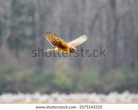 Northern harrier in flight hovering over field