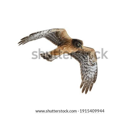 Similar – Awesome bird of prey in flight