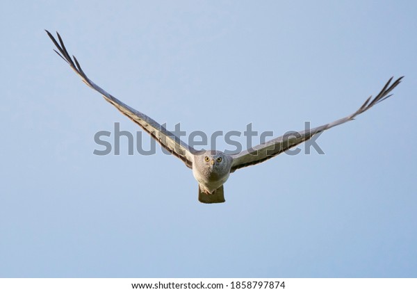Northern Harrier male bird in\
flight