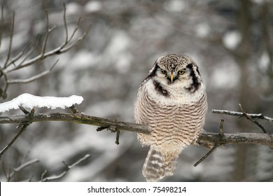 Northern Hawk Owl