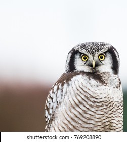 Northern Hawk Owl