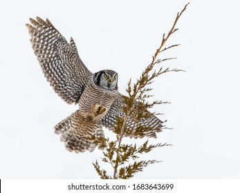 放鷹 の画像 写真素材 ベクター画像 Shutterstock