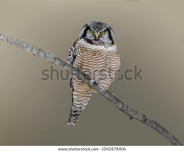 Northern Hawk Owl Portrait in\
Winter