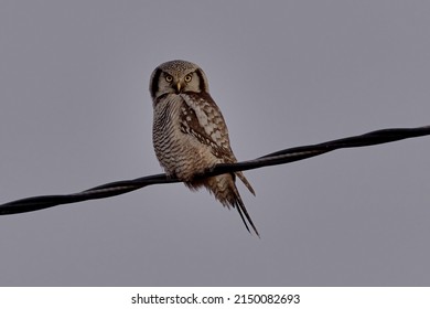 Northern hawk owl (Surnia ulula) resting on a power line.