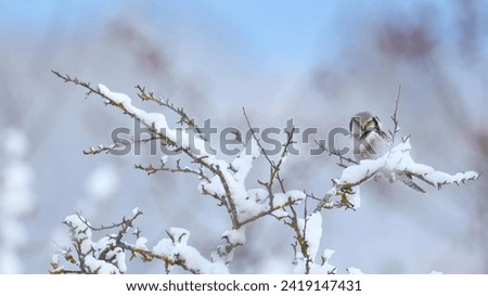 Northern Hawk-Owl, British Columbia, Canada