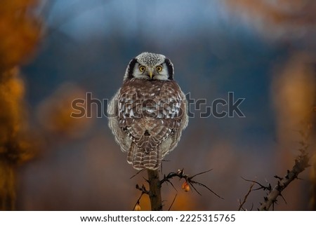The northern hawk-owl or northern hawk owl (Surnia ulula)