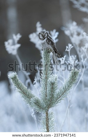 The northern hawk-owl (Surnia ulula) Unique medium-sized owl perching on a frosted pine tree covered by snow. Winter nature it is snowing.