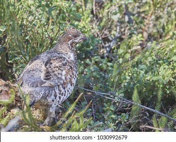 Northern Hazelhen, Tetrastes Bonasia