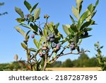 Northern highbush blueberry (Vaccinium corymbosum) variety ‘Duke’ berries on a blue sky background, close-up