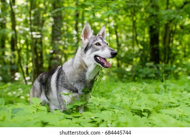 northern-inuit-dog-260nw-684445744.jpg