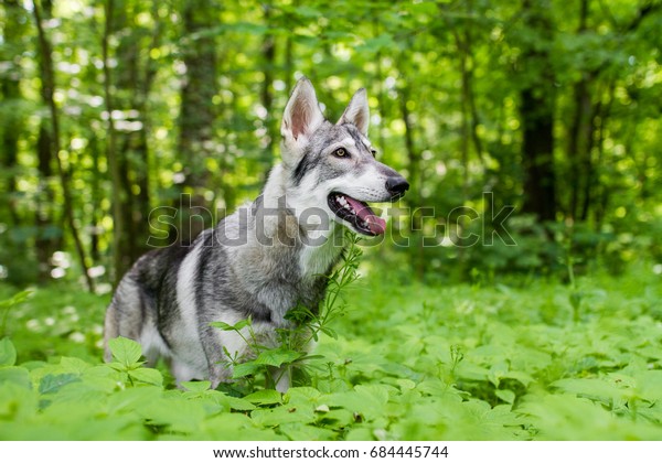 Northern inuit dog