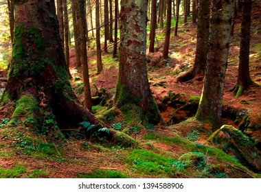 Northern Ireland, Glen Gortin Forest Park, Trees